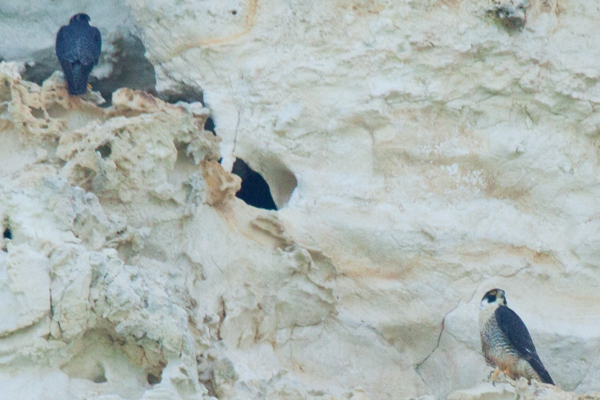 Peregrine Falcon (Malagasy) - ML419408631