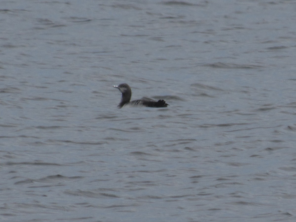 Red-throated Loon - ML419412711