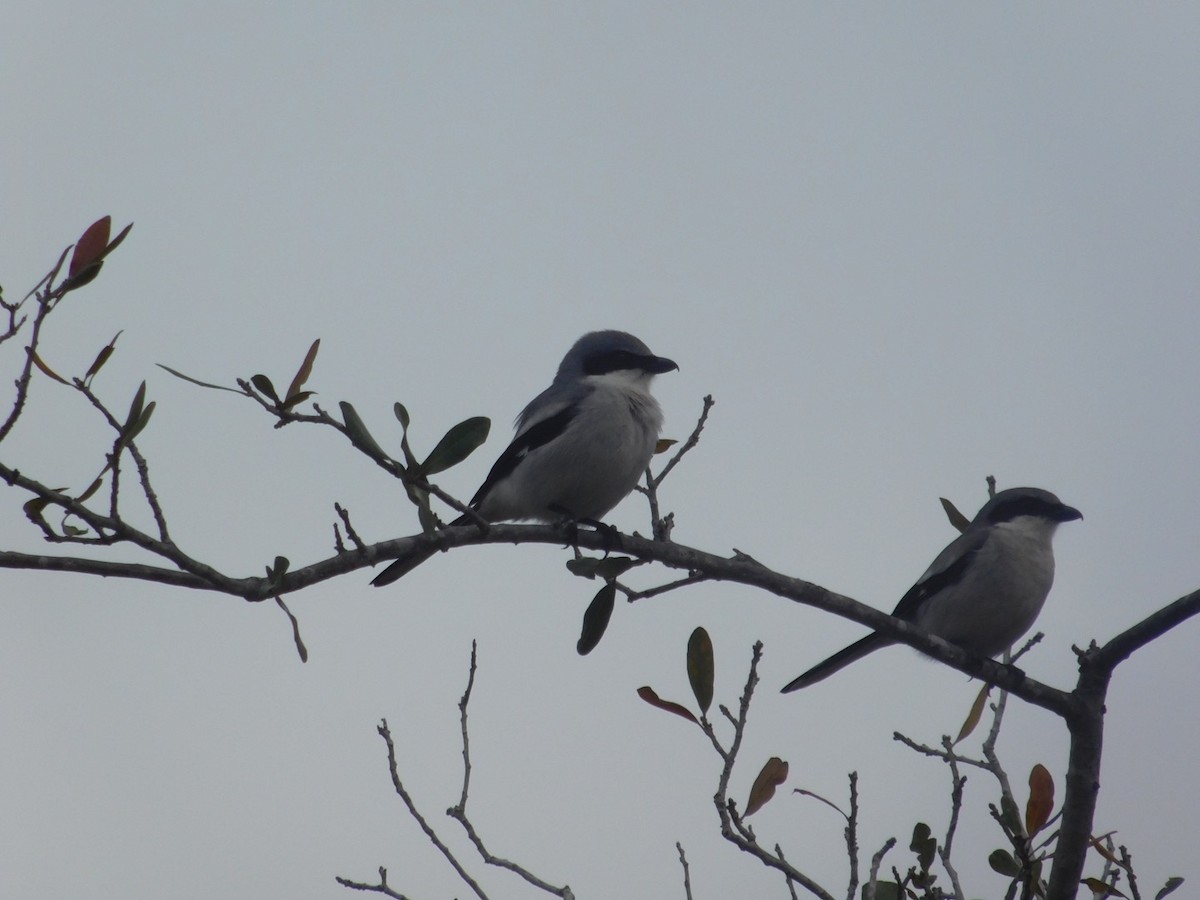 Loggerhead Shrike - ML419414051