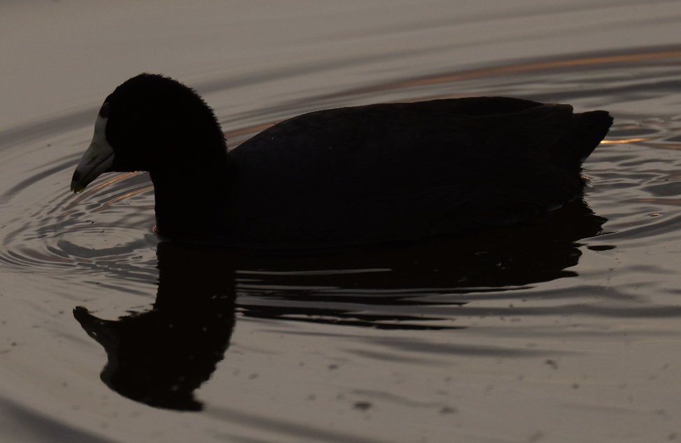 American Coot - ML419415371