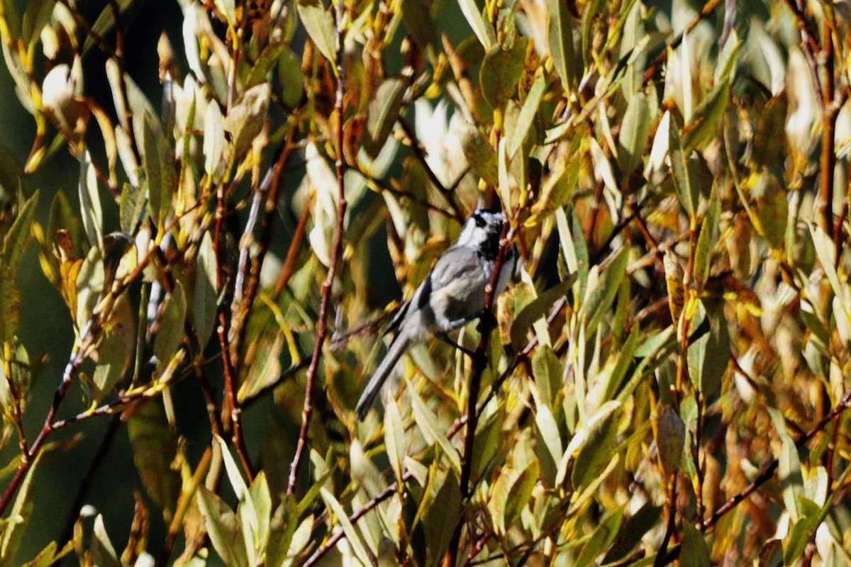 Mountain Chickadee - John Doty