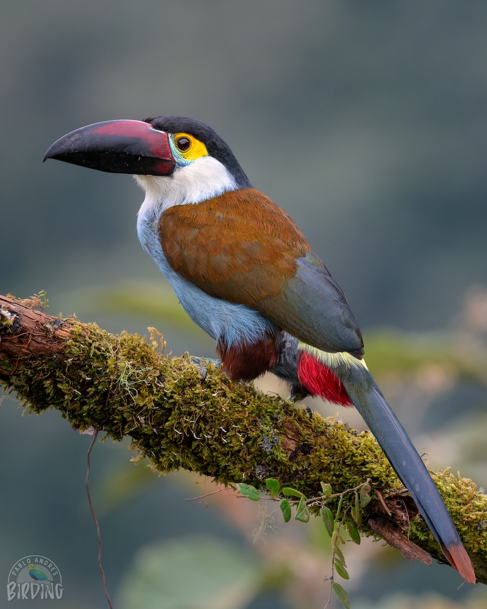 Black-billed Mountain-Toucan - ML419422361