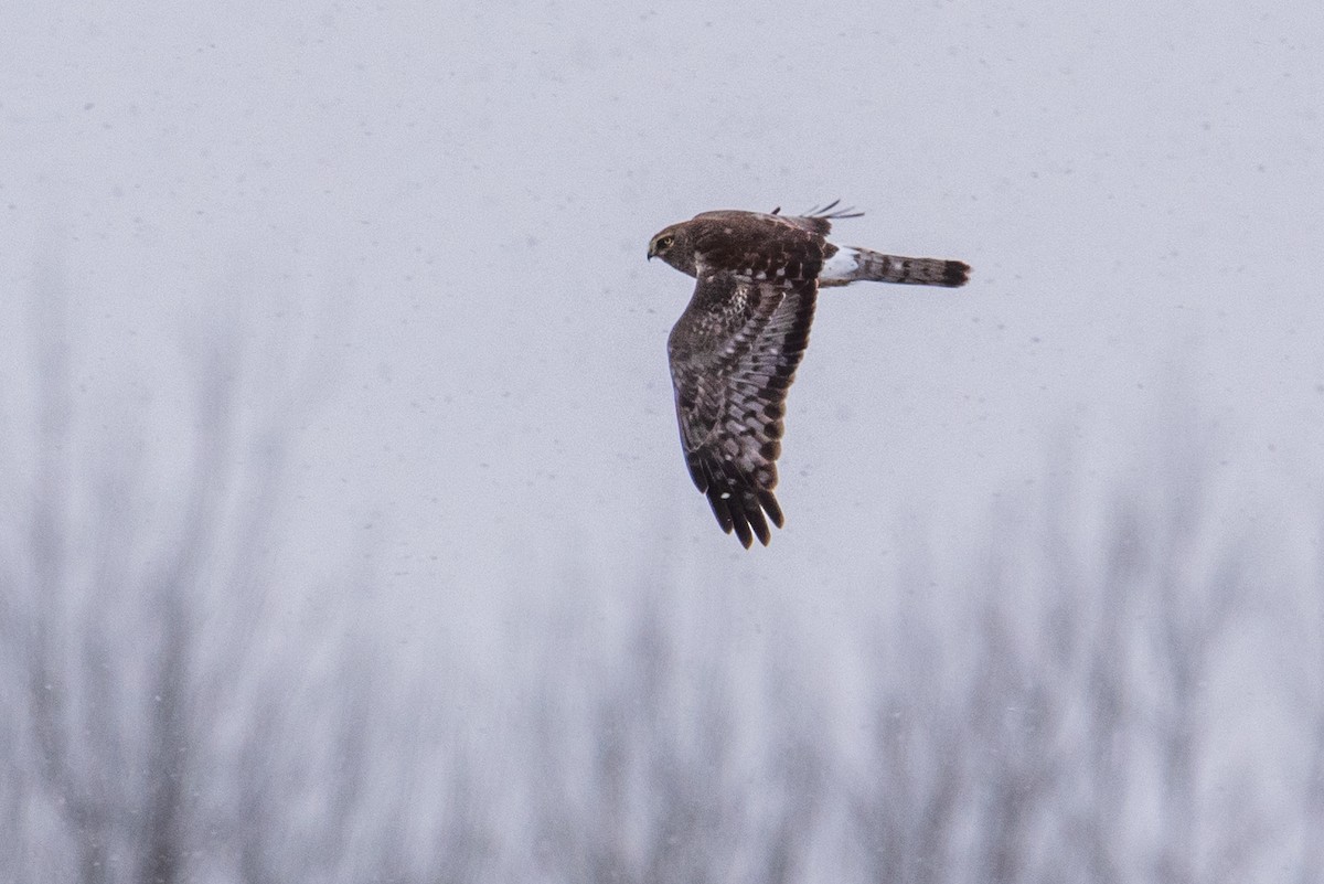 Northern Harrier - ML419423441