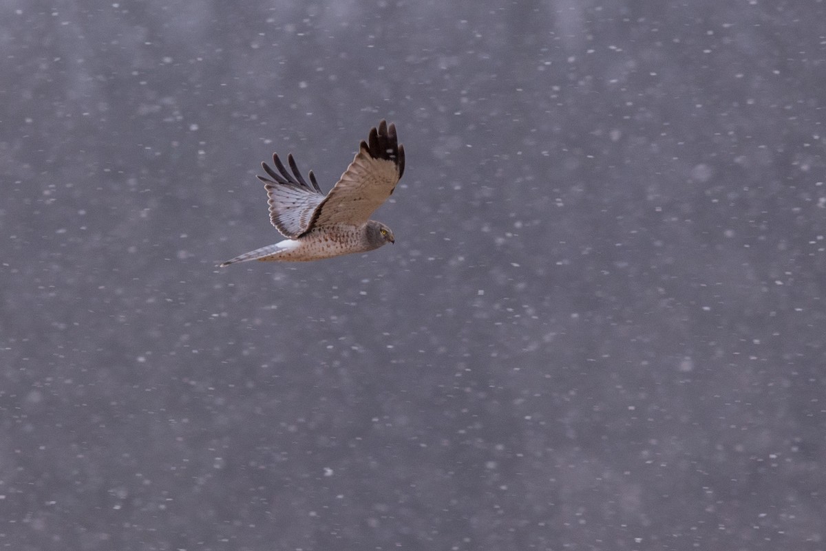 Northern Harrier - Ian Campbell