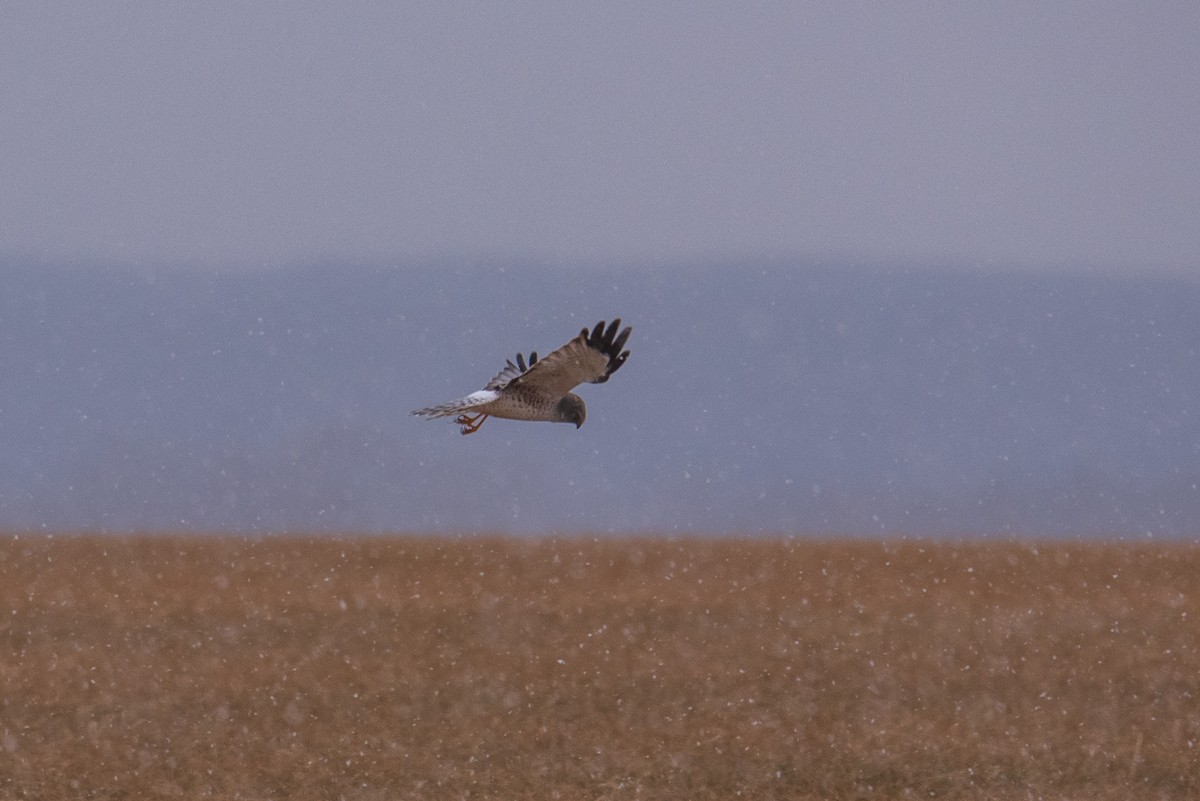 Northern Harrier - ML419423481