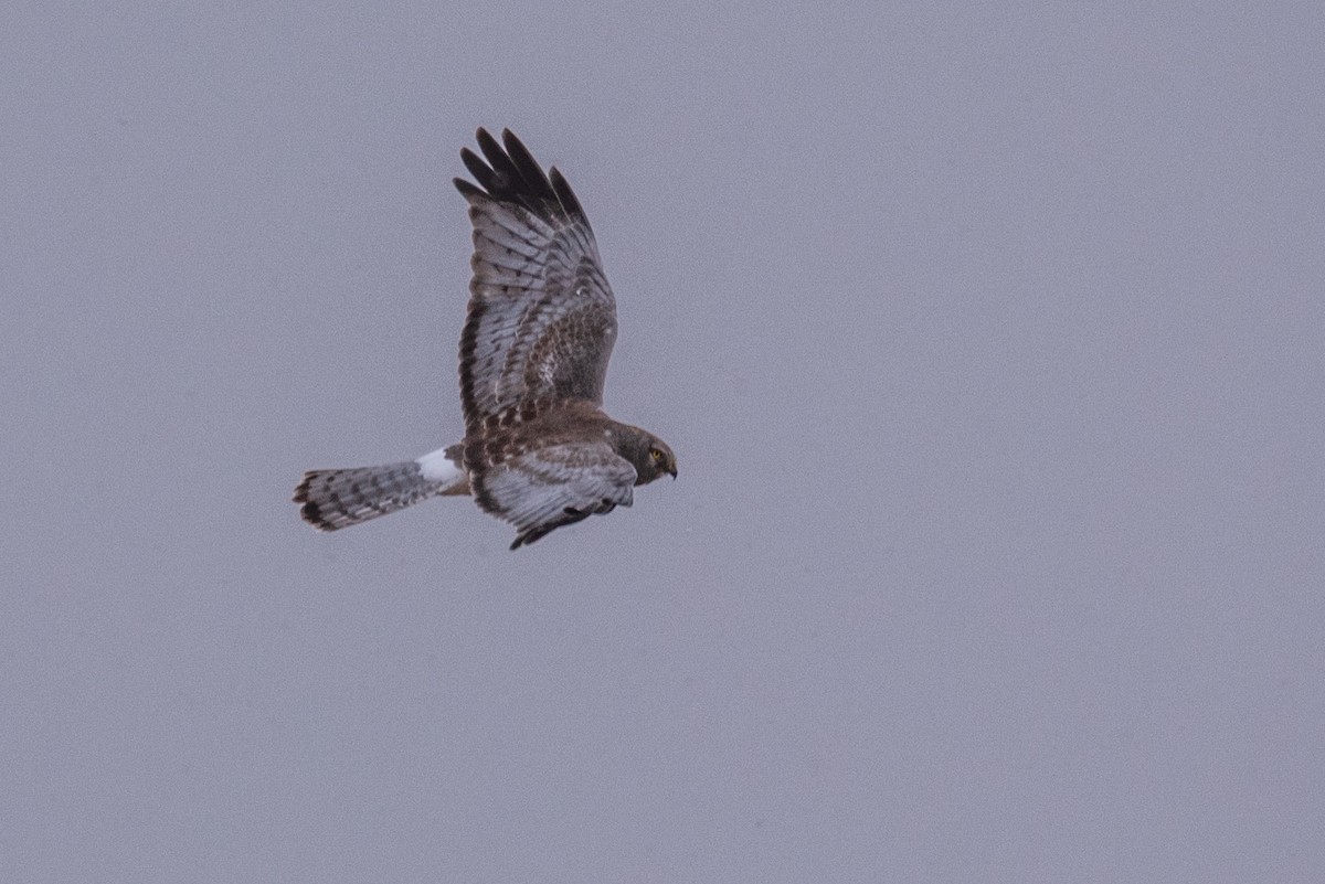 Northern Harrier - ML419423511