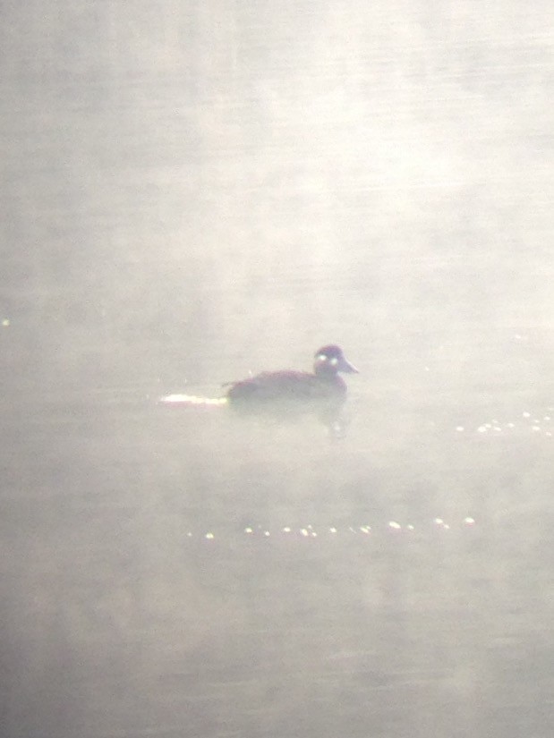 Surf Scoter - David Harrison