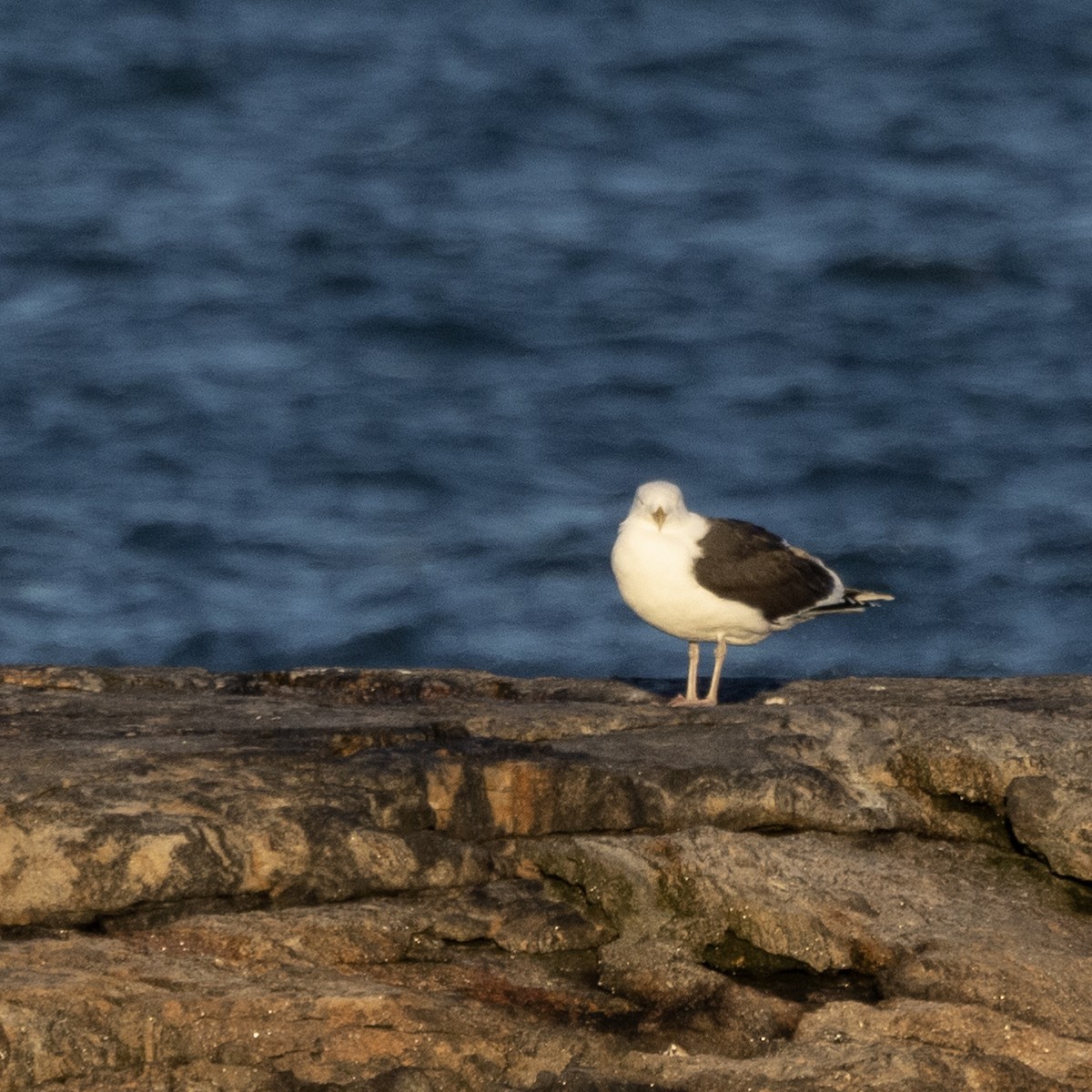 Great Black-backed Gull - ML419427371