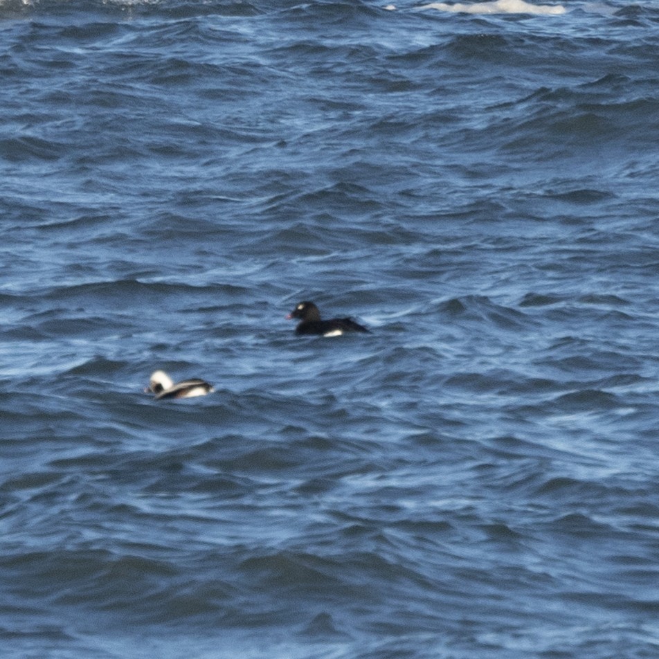 White-winged Scoter - Seymore Gulls