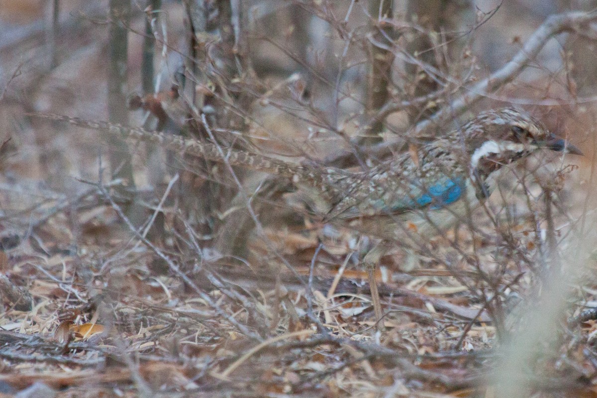 Long-tailed Ground-Roller - Sue Wright