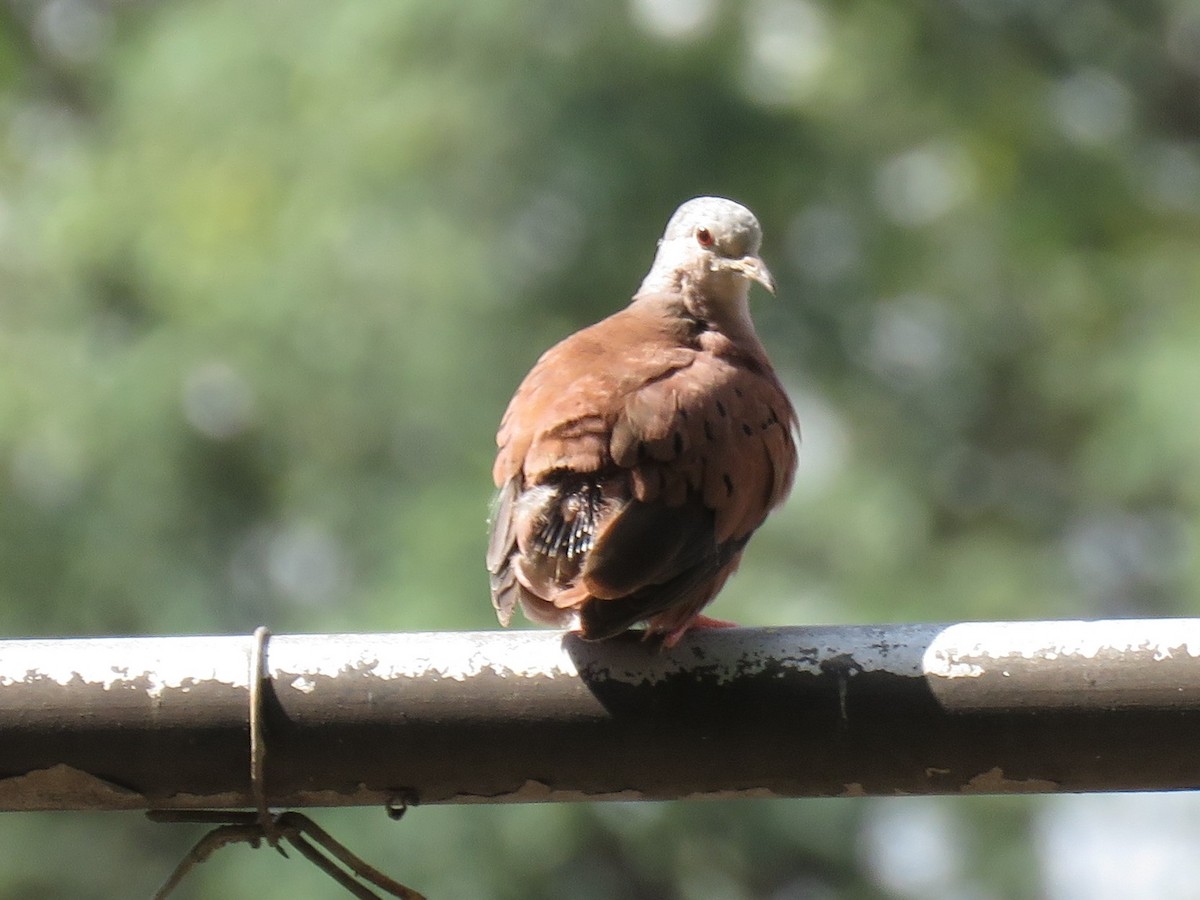 Ruddy Ground Dove - ML419428151