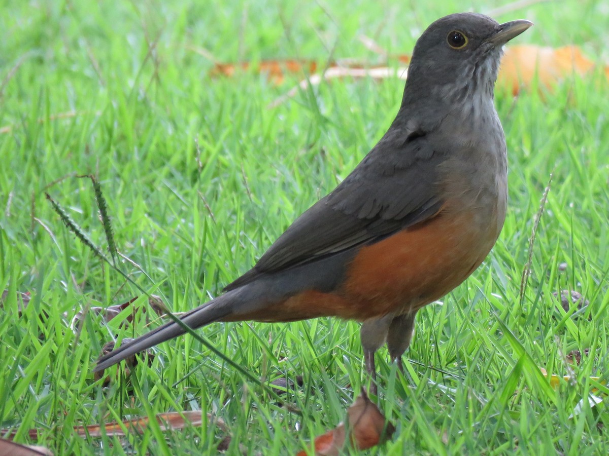 Rufous-bellied Thrush - ML419428741