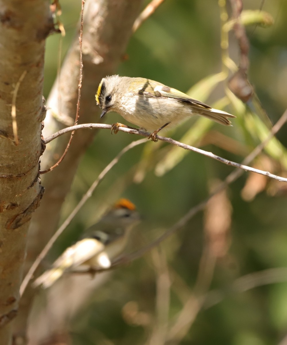 Golden-crowned Kinglet - ML419429081