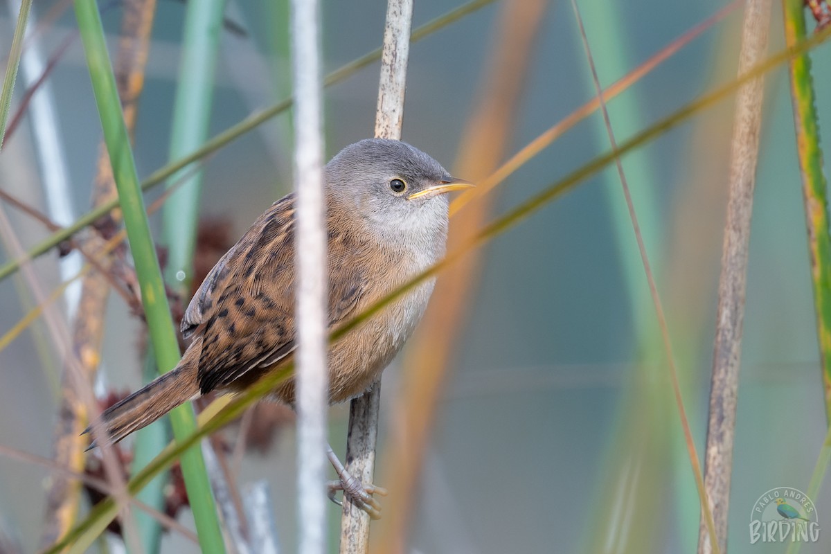 Apolinar's Wren - ML419430161