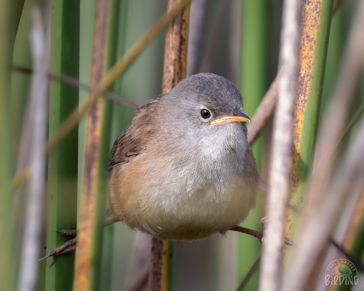 Apolinar's Wren - ML419430181