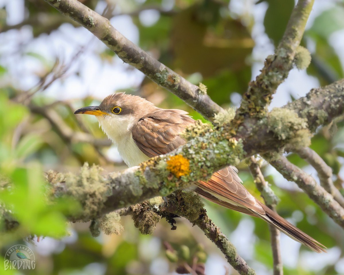 Yellow-billed Cuckoo - ML419430431