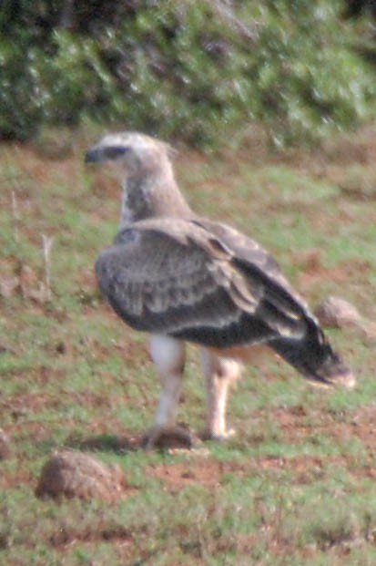 Martial Eagle - ML419430871