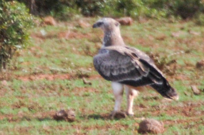 Martial Eagle - ML419430881