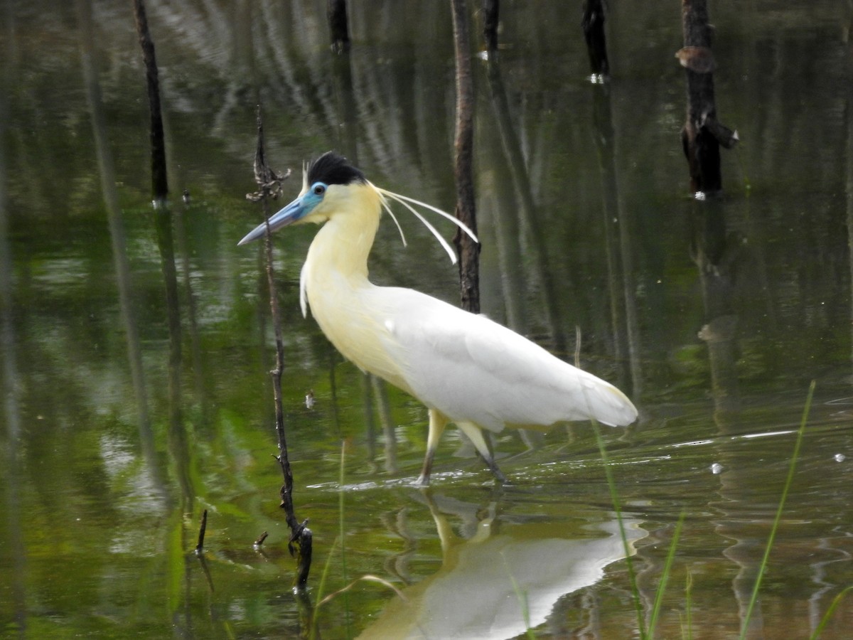 Capped Heron - ML419431501