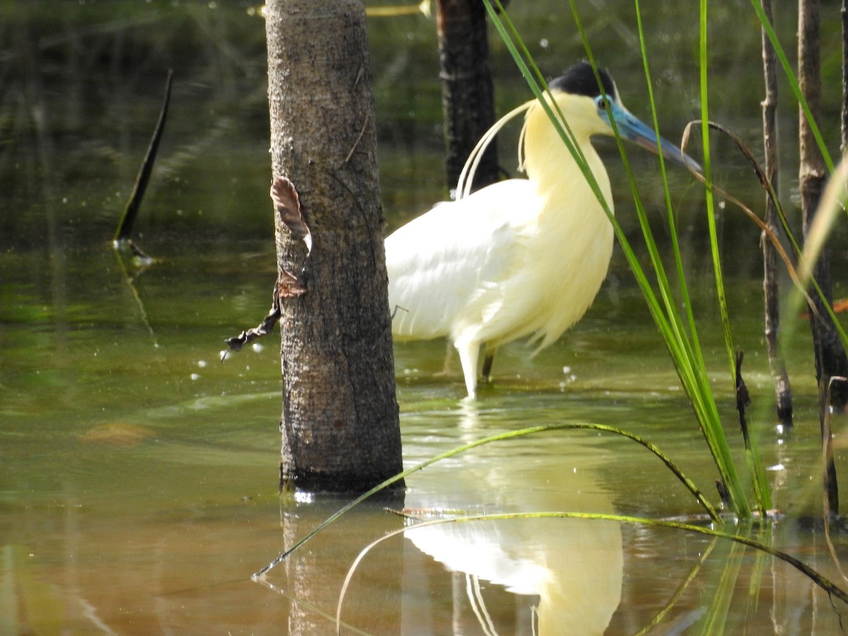 Capped Heron - Luis Gonzalez