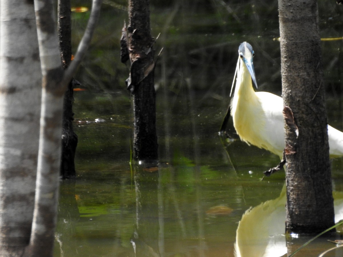 Capped Heron - ML419431561