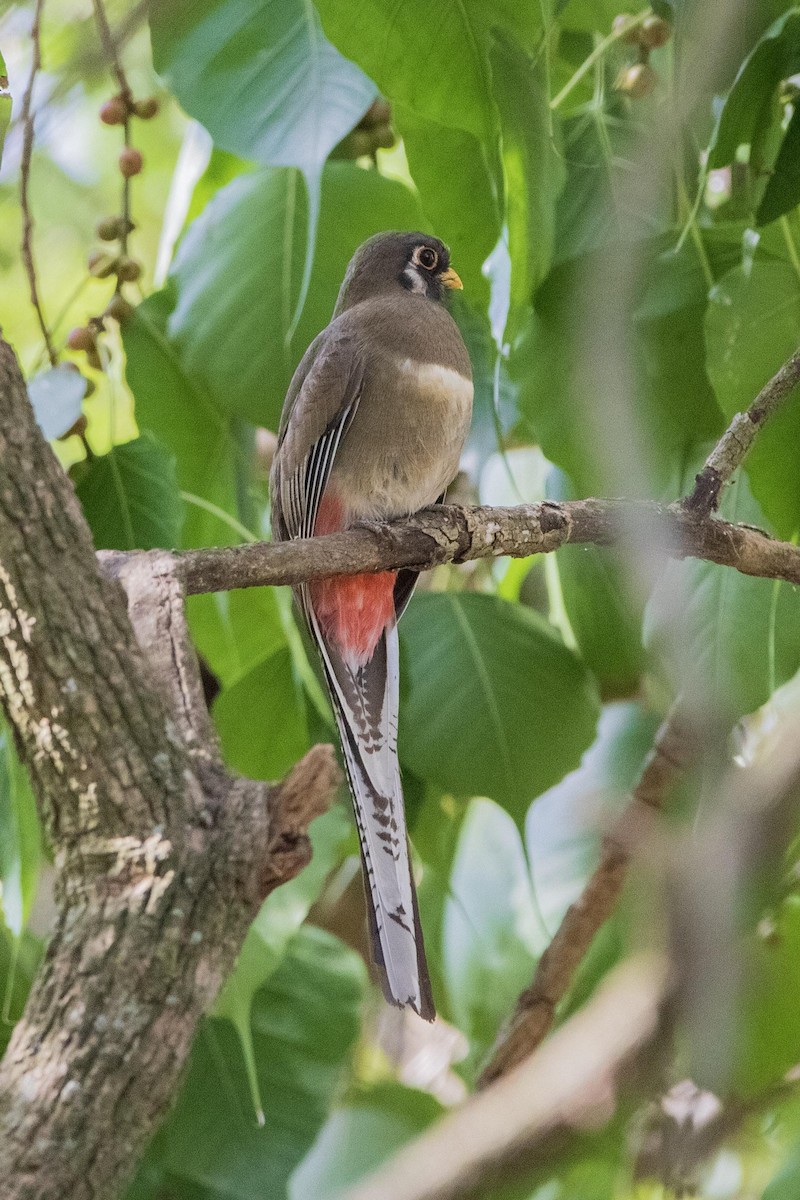 Trogon élégant - ML419433501