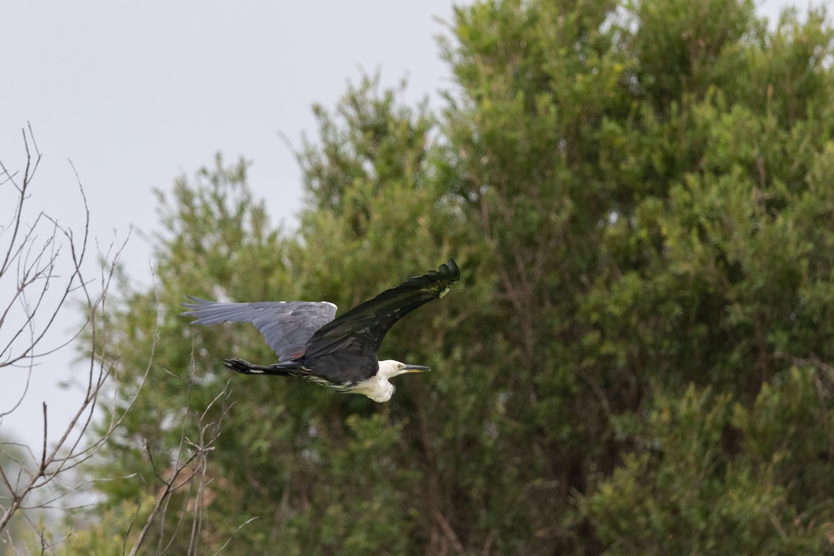 Pacific Heron - James Bennett