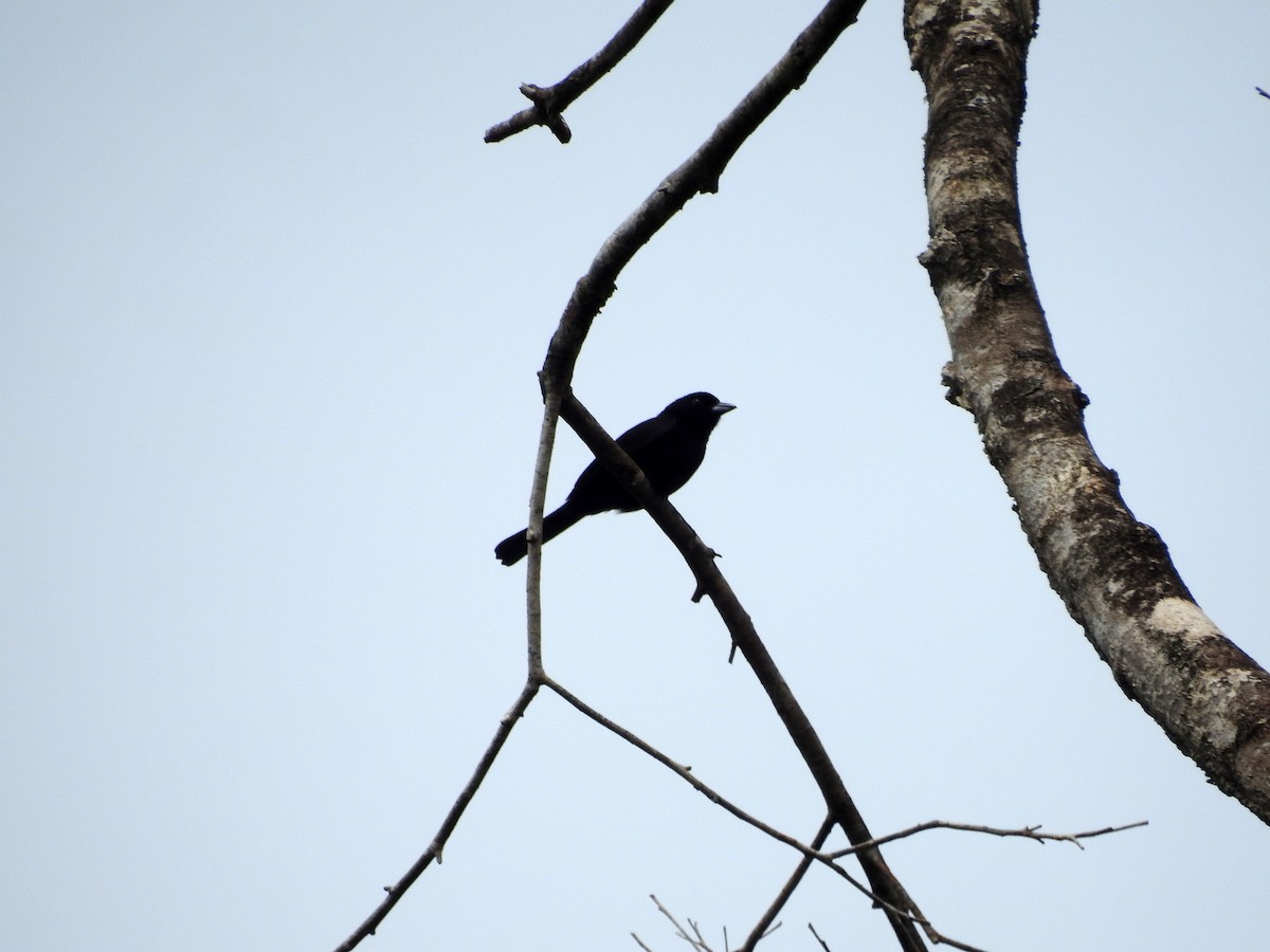 Red-shouldered Tanager - Luis Gonzalez