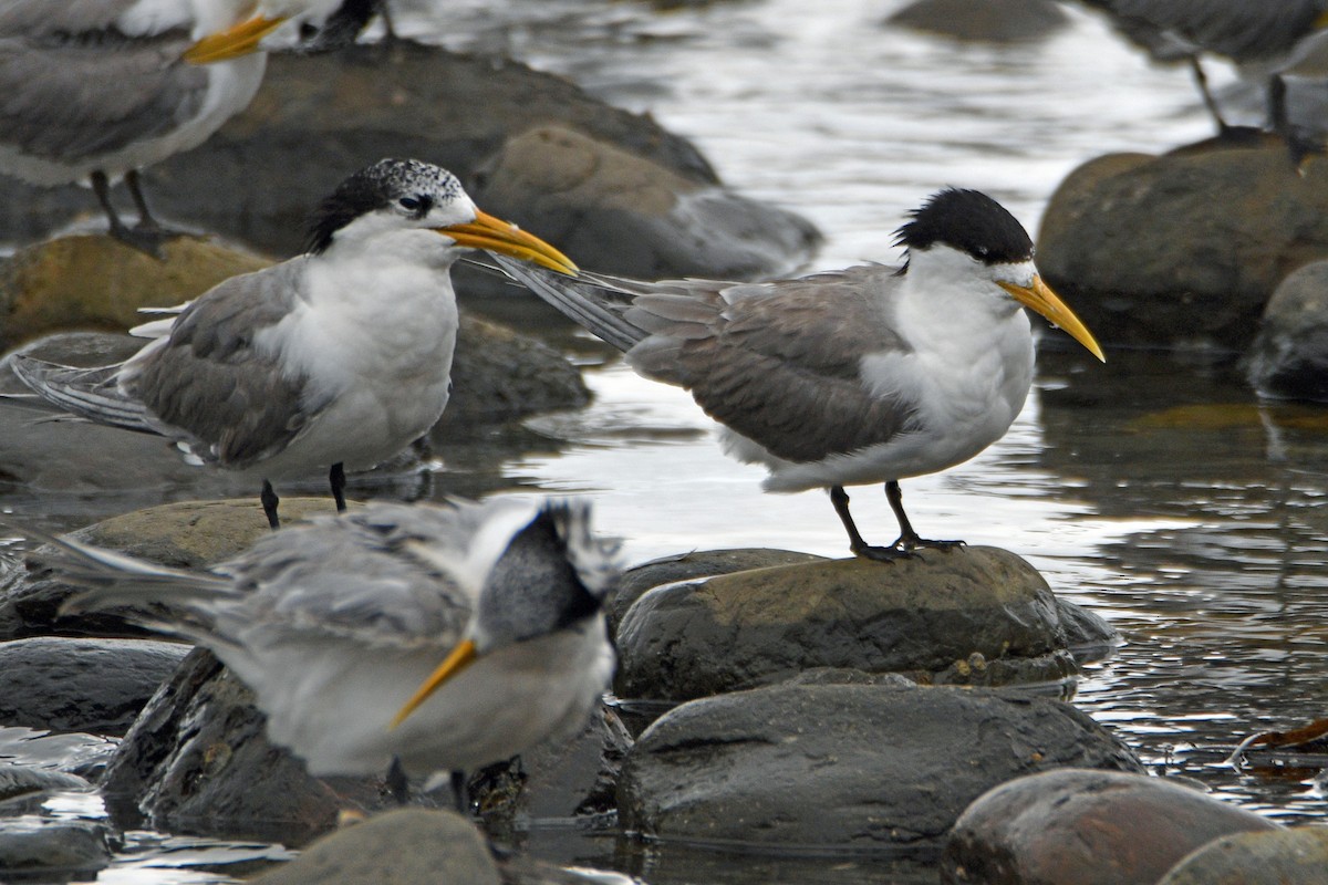 Great Crested Tern - ML419435671