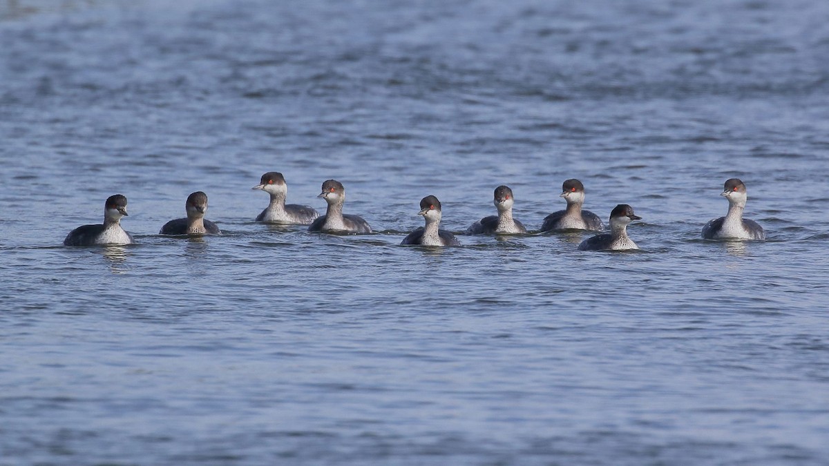 Eared Grebe - ML419436641