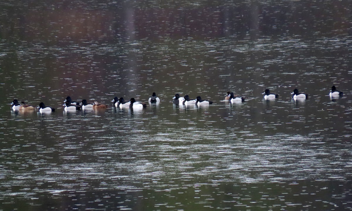 Ring-necked Duck - ML419438201