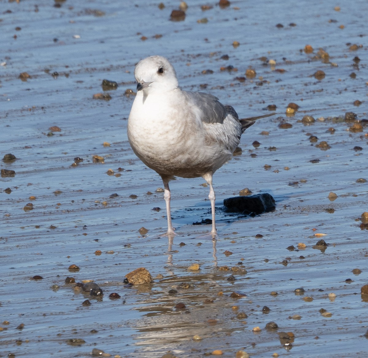 Short-billed Gull - ML419439021