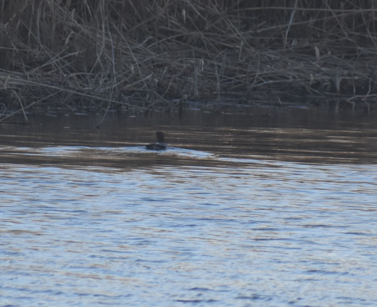 Common Merganser - ML419439901