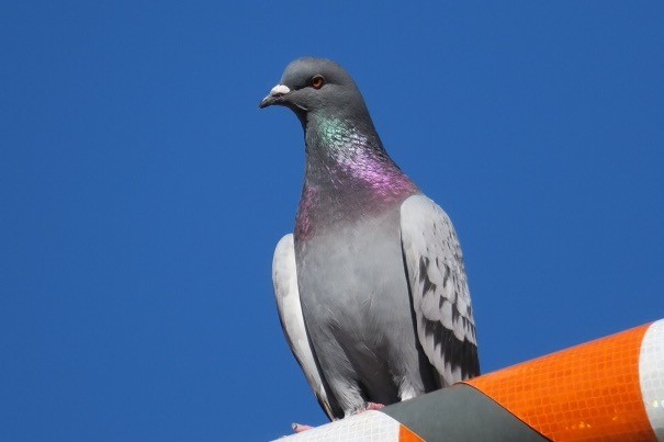 Rock Pigeon (Feral Pigeon) - Marbry Hopkins