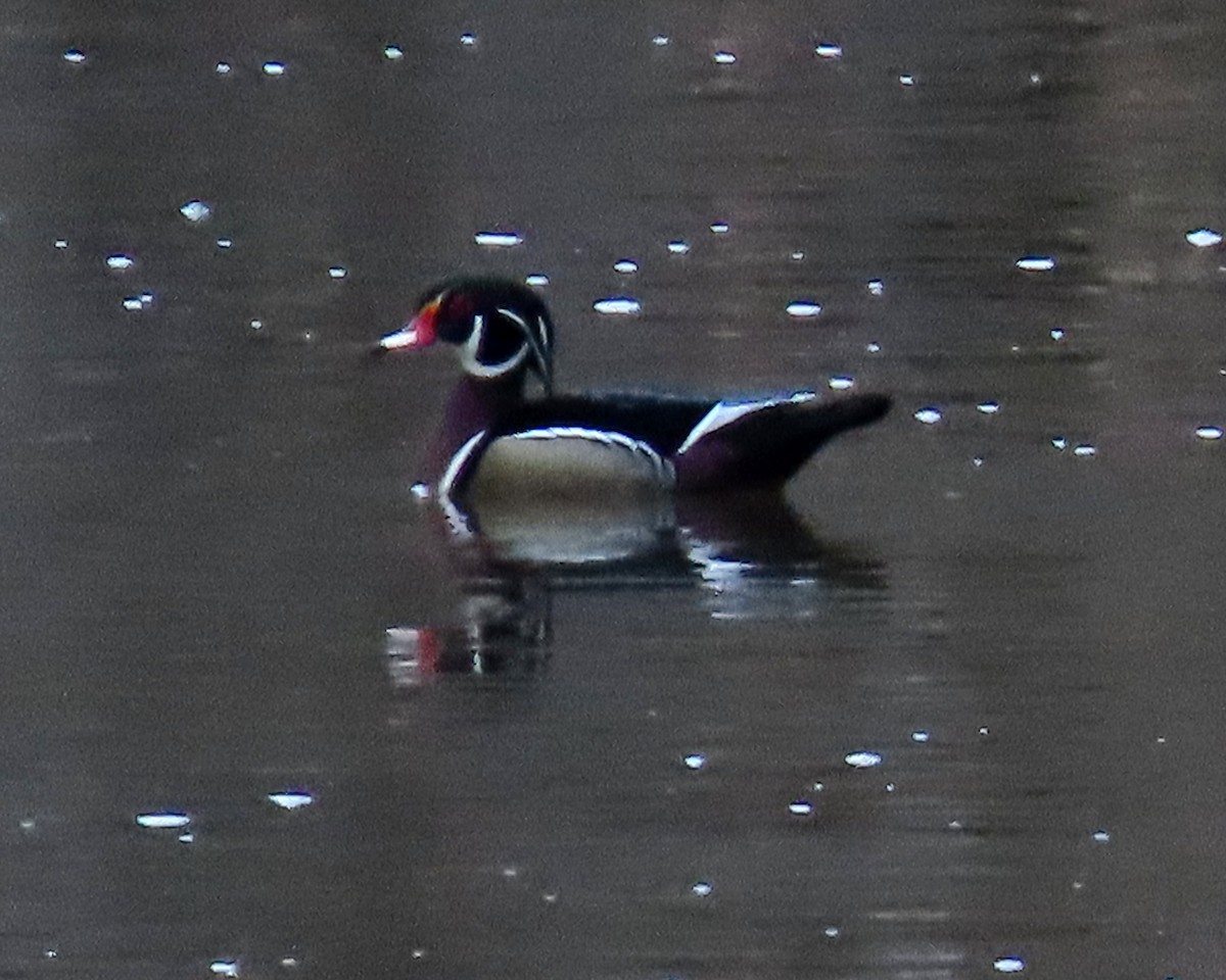 Wood Duck - ML419441331
