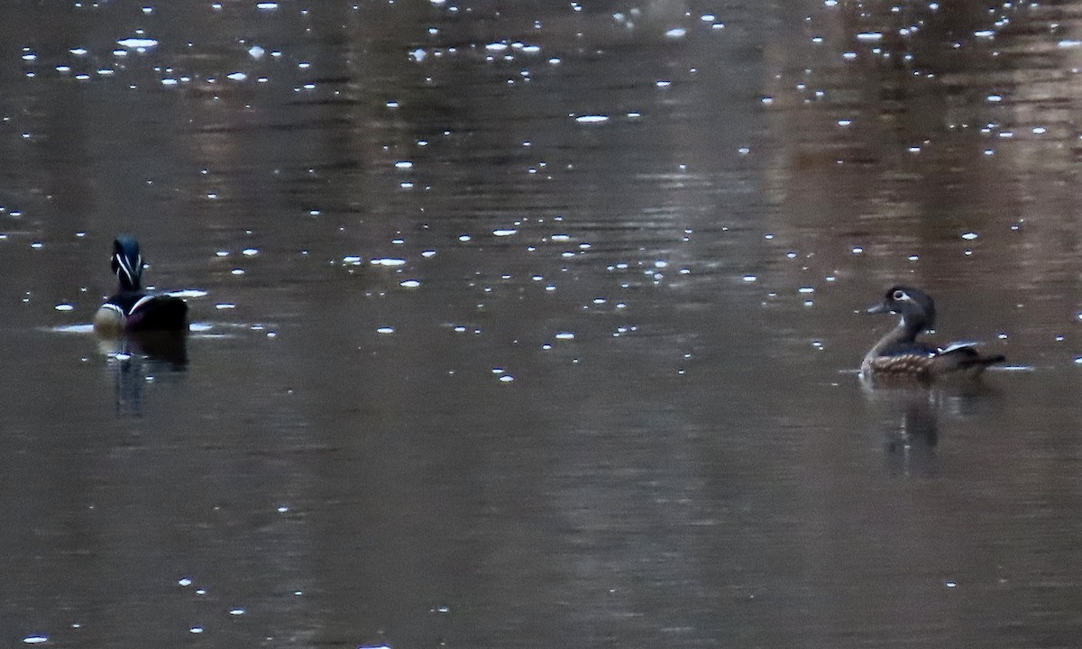Wood Duck - ML419441341