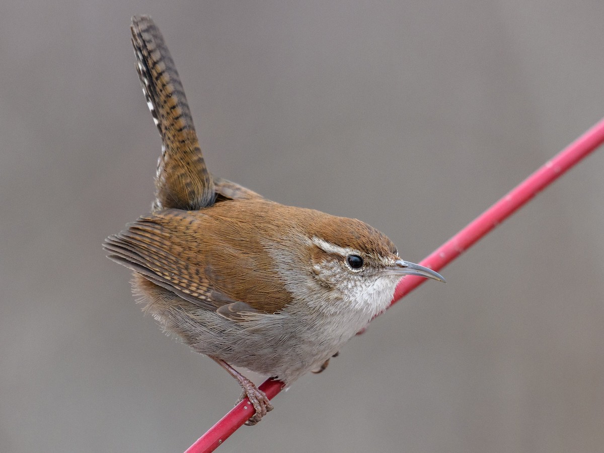 Bewick's Wren - ML419442411