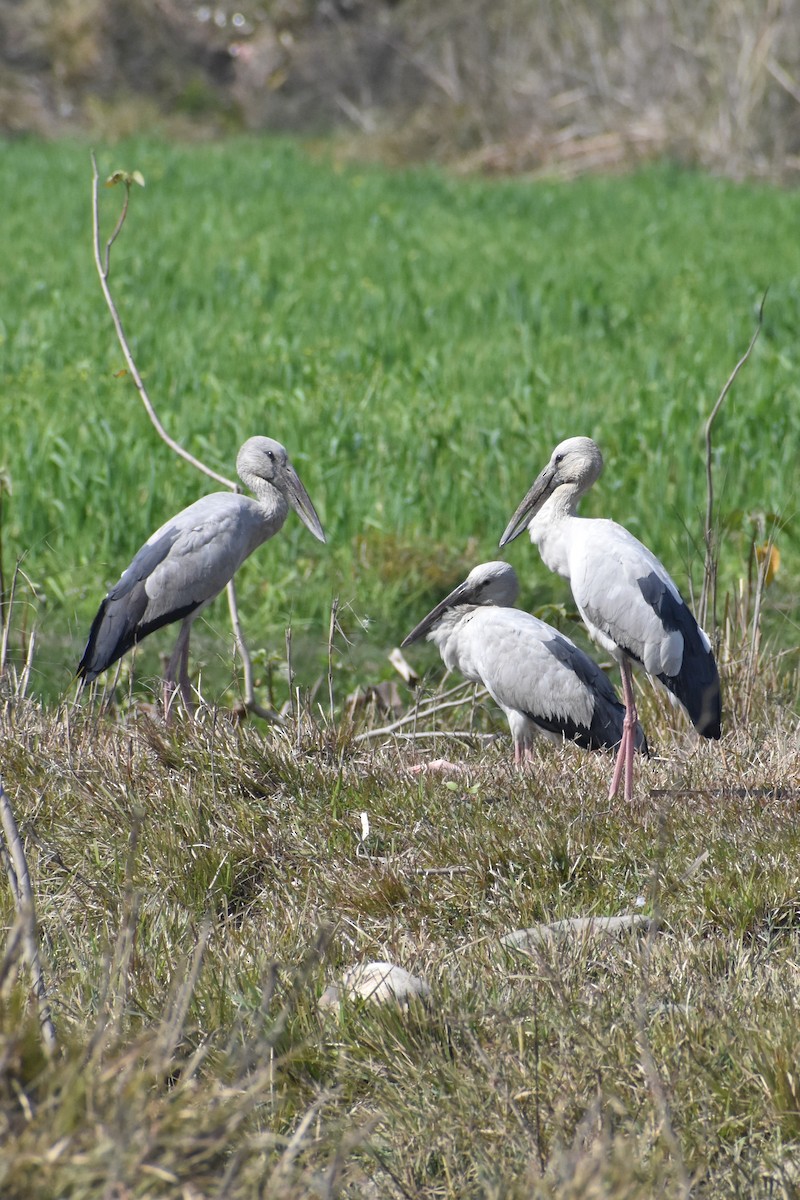 Asian Openbill - ML419443321