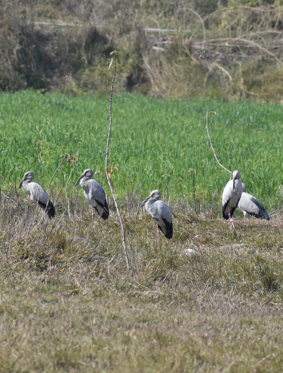 Asian Openbill - ML419443361