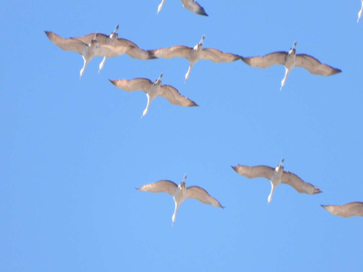 Sandhill Crane - ML419443981