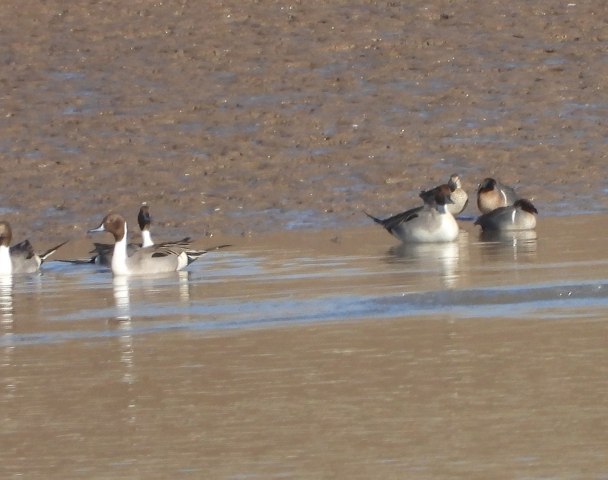 Northern Pintail - ML419444051