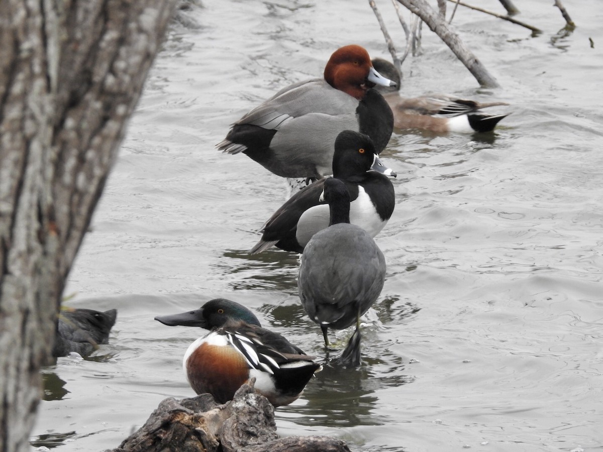 Ring-necked Duck - ML419445341