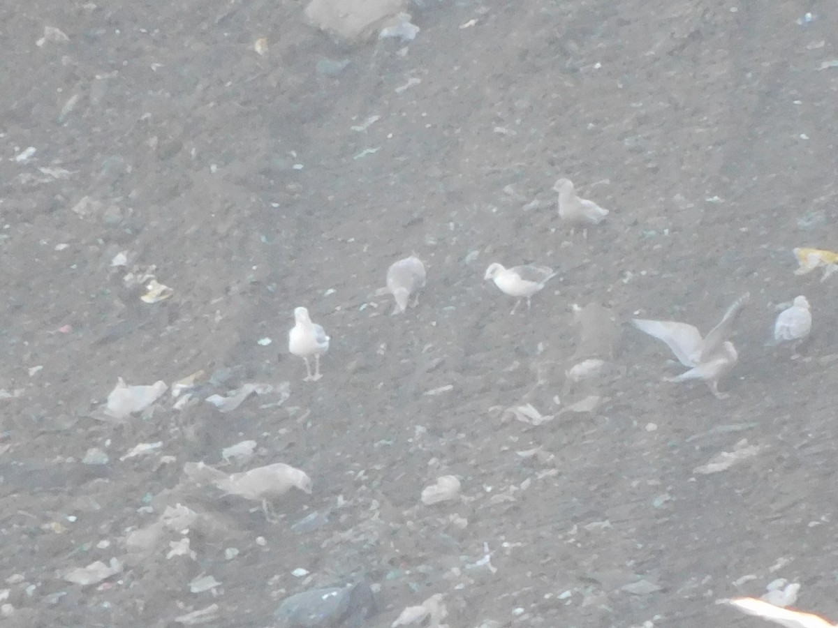 Lesser Black-backed Gull - ML419445621