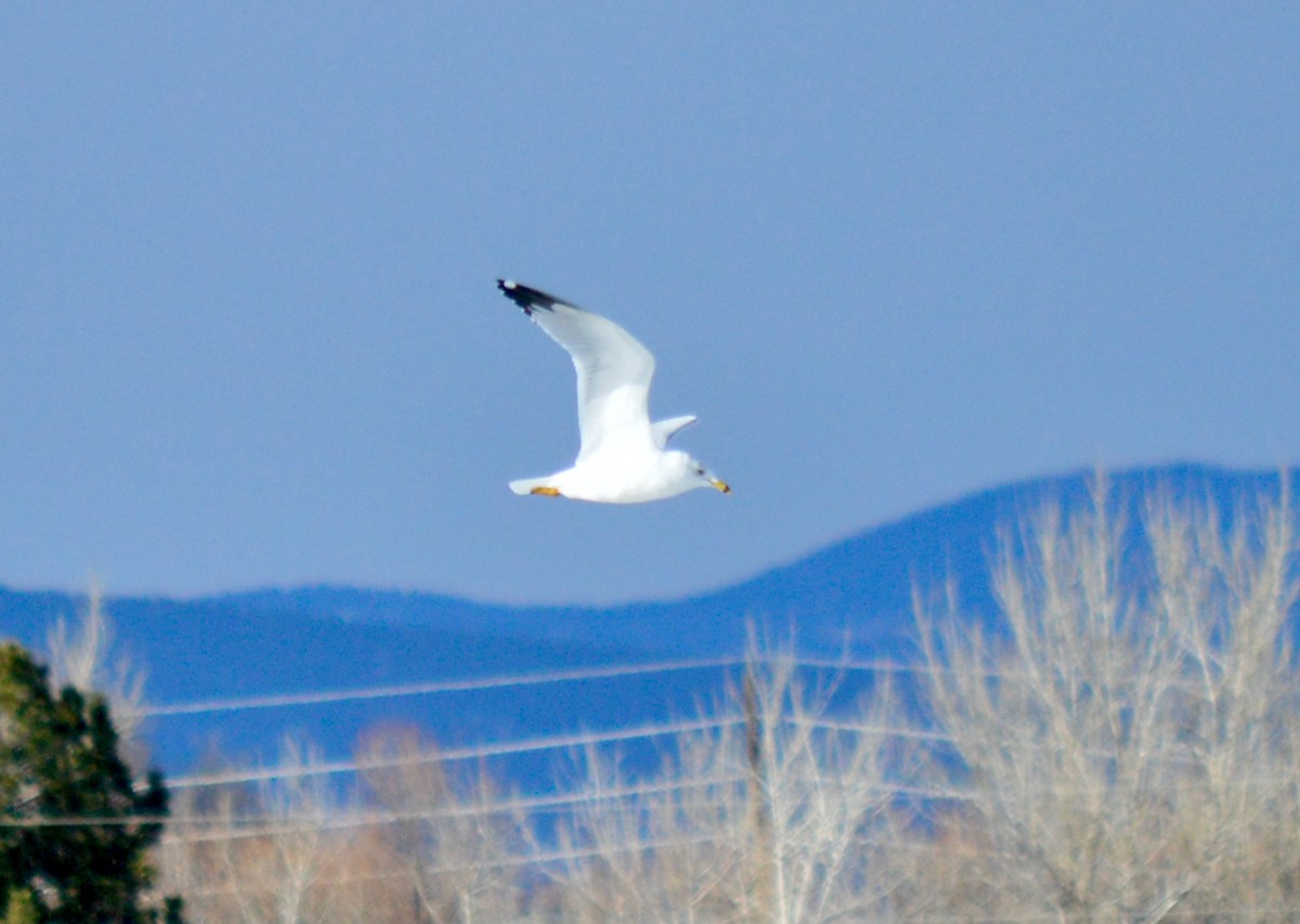 Ring-billed Gull - ML419447771