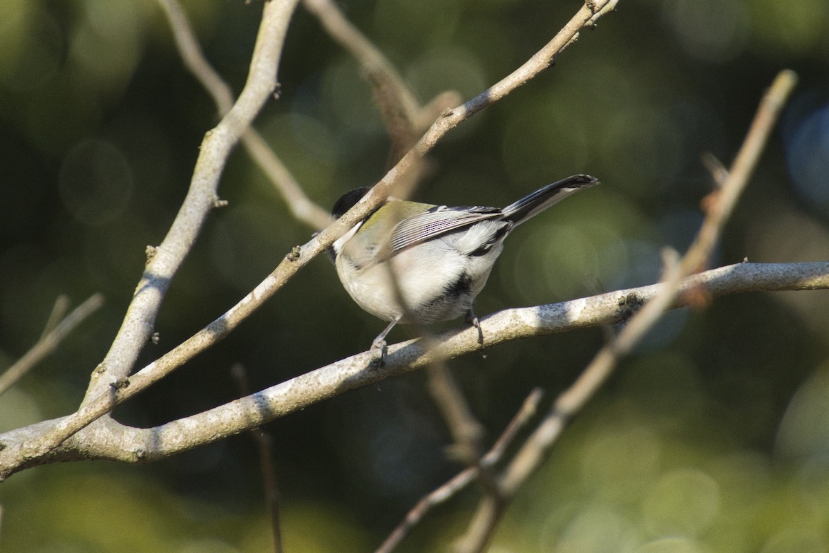 Japanese Tit - ML419448081