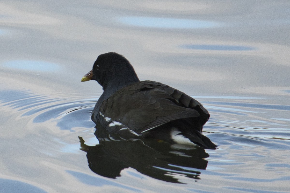 Eurasian Moorhen - ML419448101