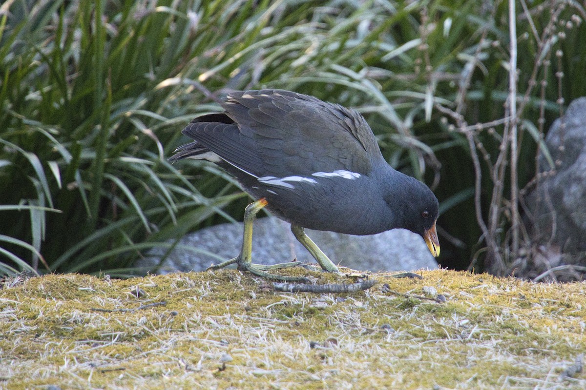 Eurasian Moorhen - ML419448131