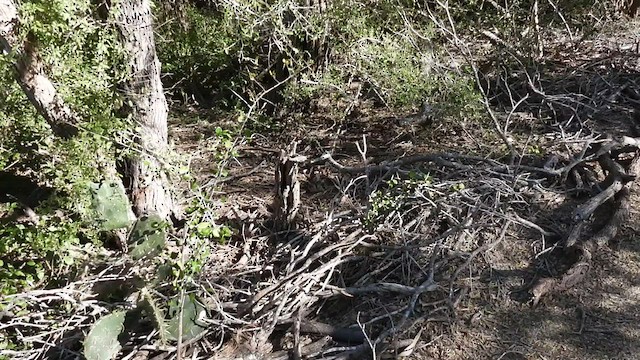 Common Pauraque - ML419448831