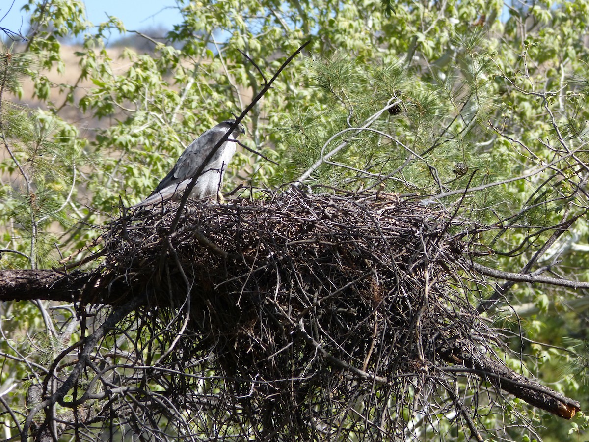 American Goshawk - ML41944961