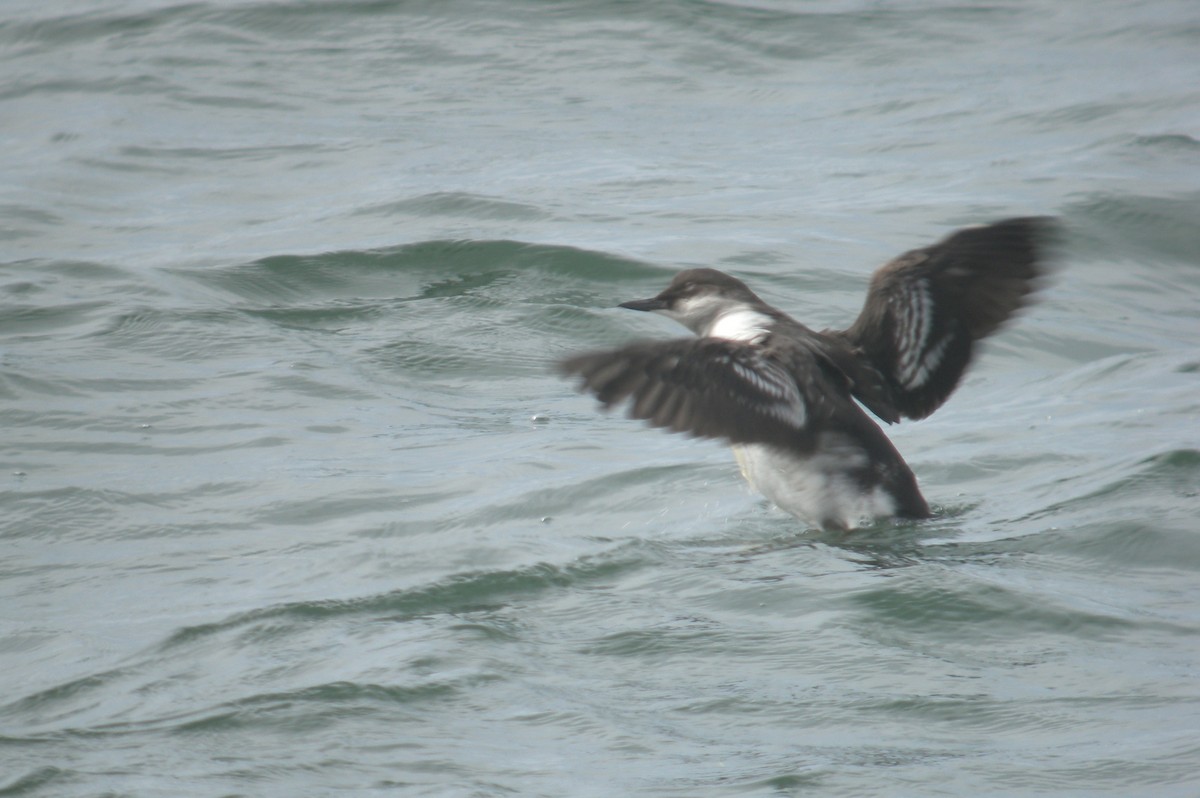 Pigeon Guillemot - Ed Stonick